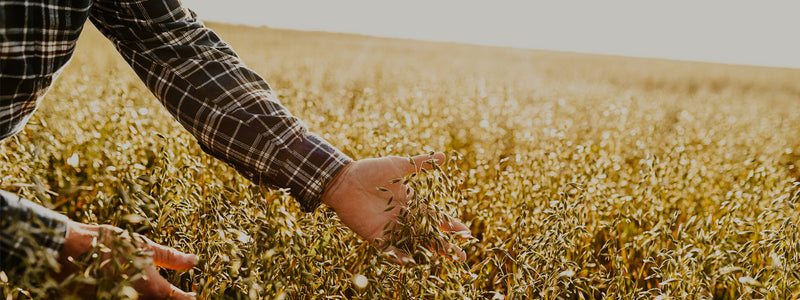 Sustainable Farming Practices and Their Impact on Quality